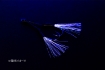 Immagine di Decoy DJ-99UV Twin Pike Flash