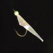 Immagine di Hayabusa Sabiki Hage-Aurora S068AE