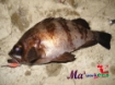Picture of Maria Ma Worm Eco Dart 5,3 cm