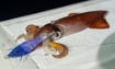 Immagine di Duel Squid Jig Pucca 75 mm