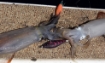 Immagine di Duel Squid Jig Pucca 75 mm