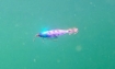 Immagine di Duel Squid Jig Picca 80 mm