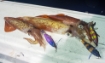 Immagine di Duel Squid Jig Picca 80 mm