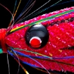 Immagine di Duel Squid Jig Picca 80 mm